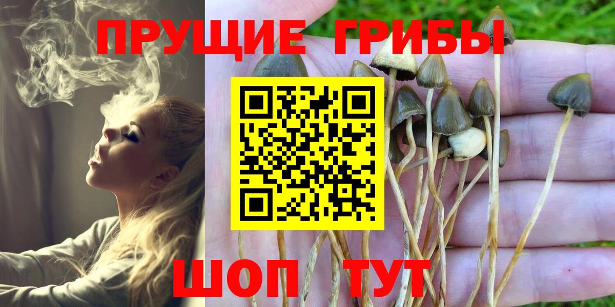 Новороссийск  Псилоцибиновые грибы Psilocybine cubensis  Галлюциногенные грибы MAGIC MUSHROOMS  Вход с VPN 